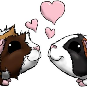 cavia’s mok design