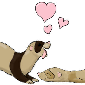 loveferrets loveferrets