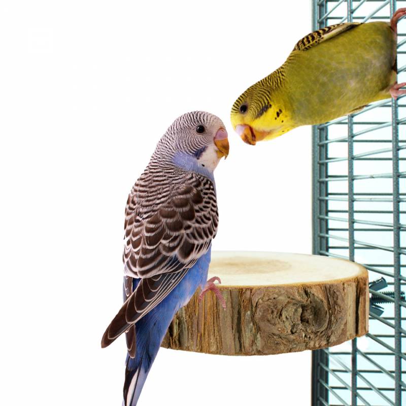 back-zoo-nature-trunk-slice-perch back-zoo-nature-trunk-slice-perch